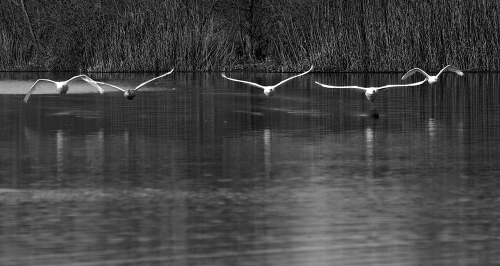 Geschwader im Tiefflug