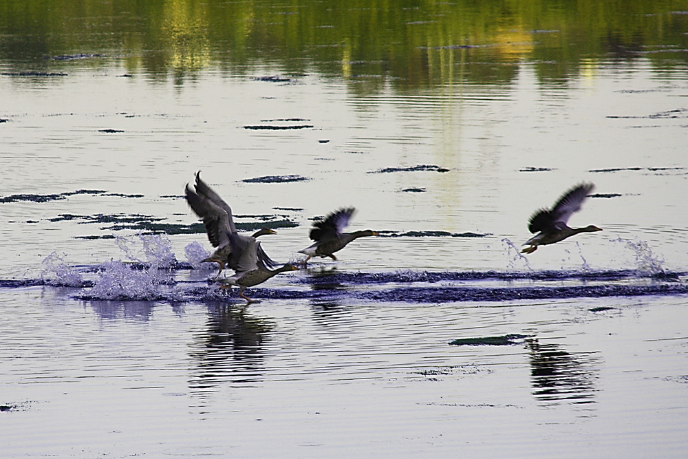 Geschwaderabflug...