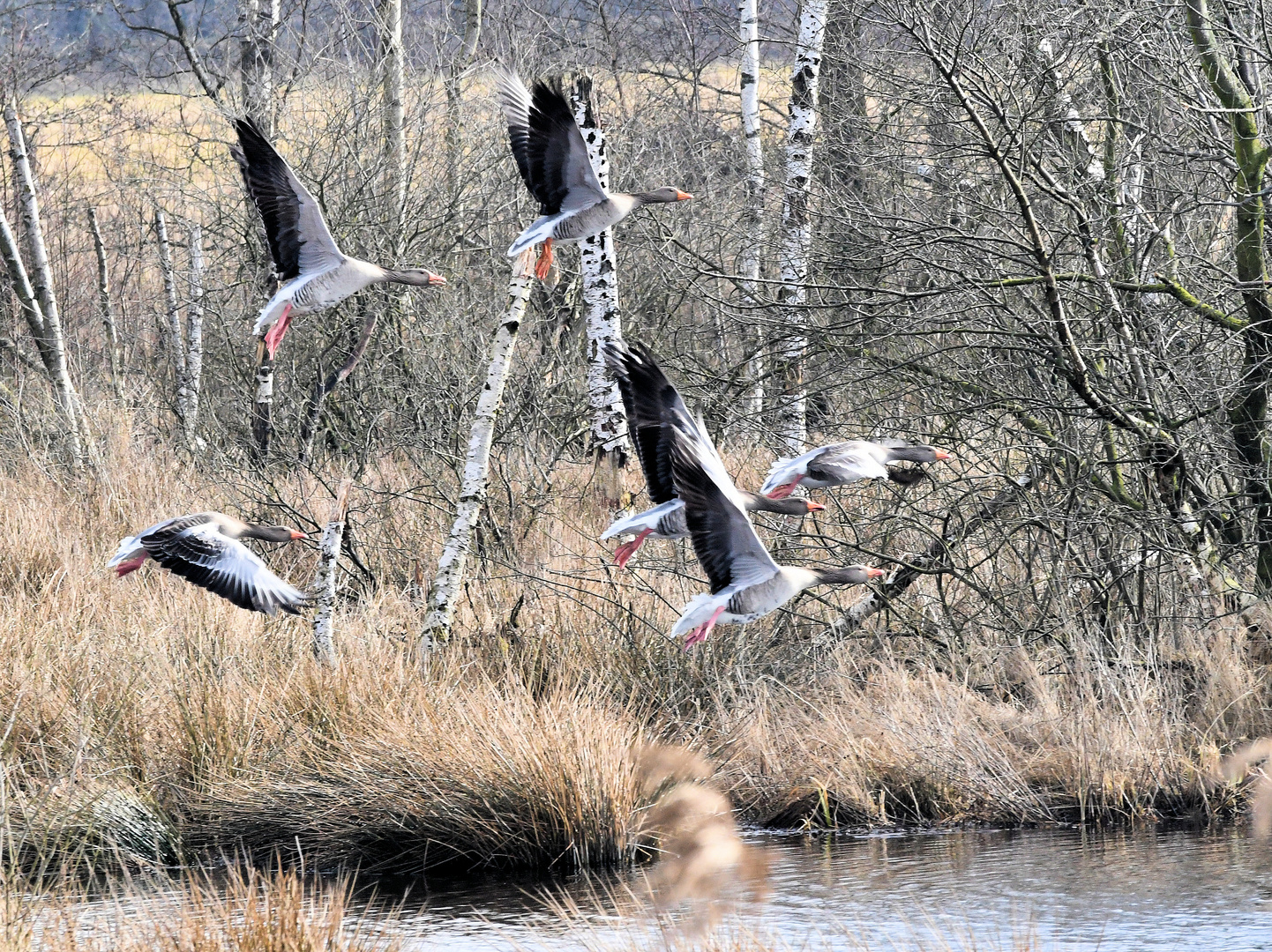 Geschwaderflug