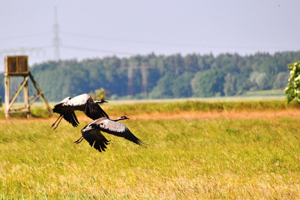 Geschwaderstart