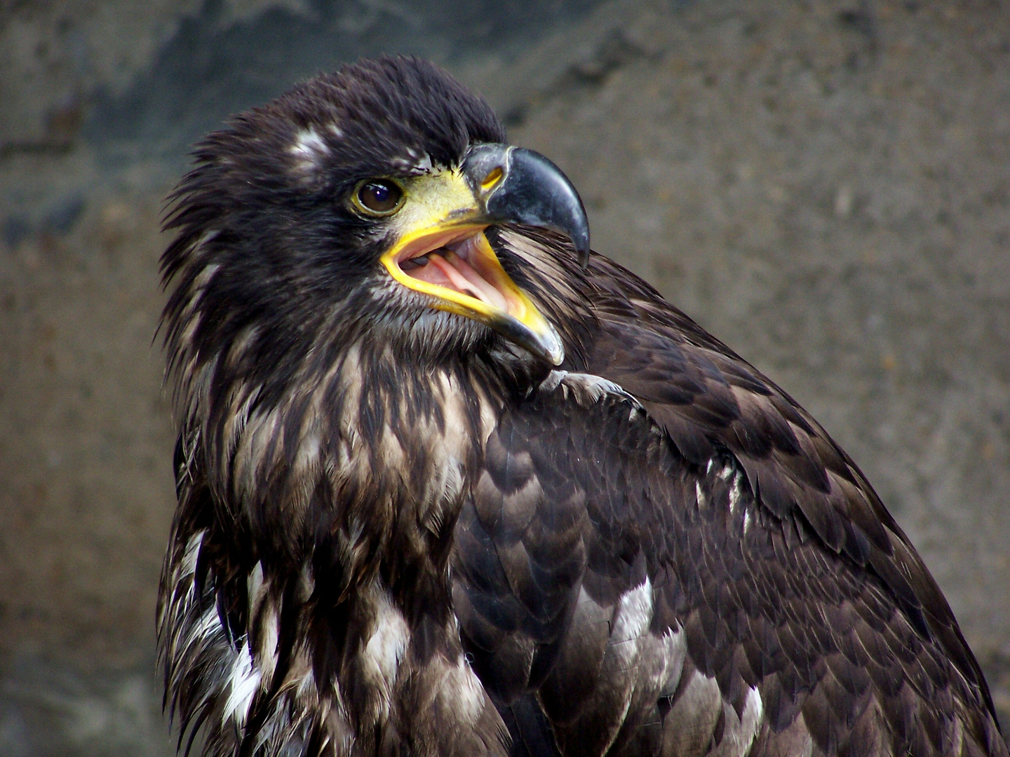 geschwätziger junger Adler