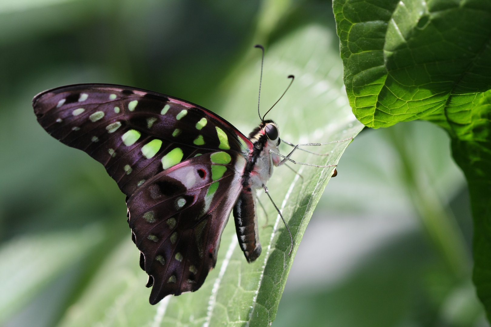 Geschweifter Eichelhäher (Graphium agamemnon)