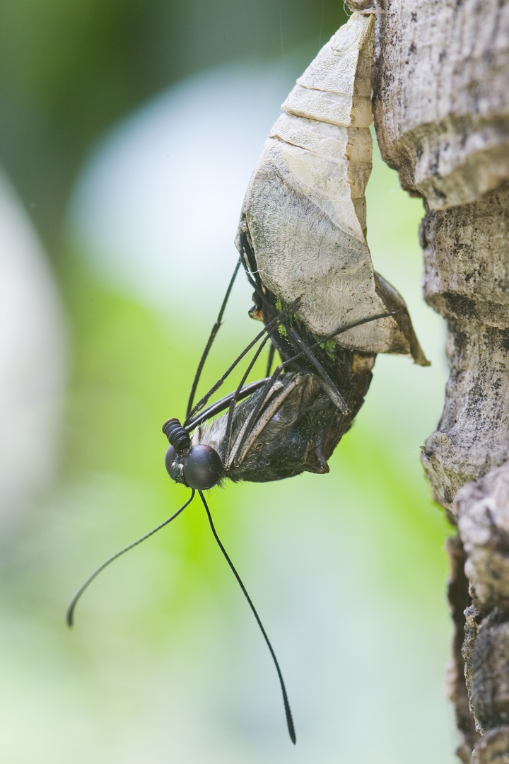 Geschweifter Eichelhäher klettert aus der Schmetterlingspuppe - Graphium agamemnon climbs from the b