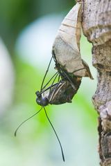 Geschweifter Eichelhäher klettert aus der Schmetterlingspuppe - Graphium agamemnon climbs from the b