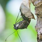 Geschweifter Eichelhäher klettert aus der Schmetterlingspuppe - Graphium agamemnon climbs from the b