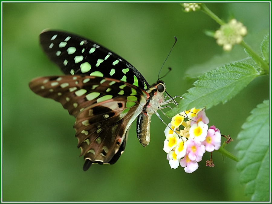 Geschweifter Eichelhäher_Graphium agamemnon