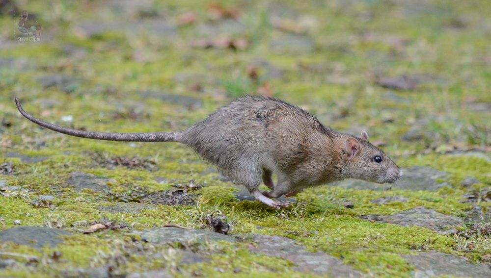 Tiere Geschwindigkeit Tiere Geschwindigkeit