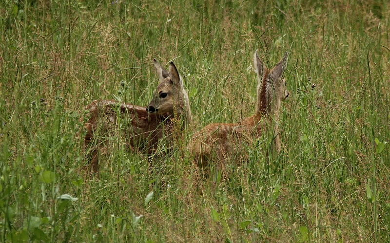 Geschwister