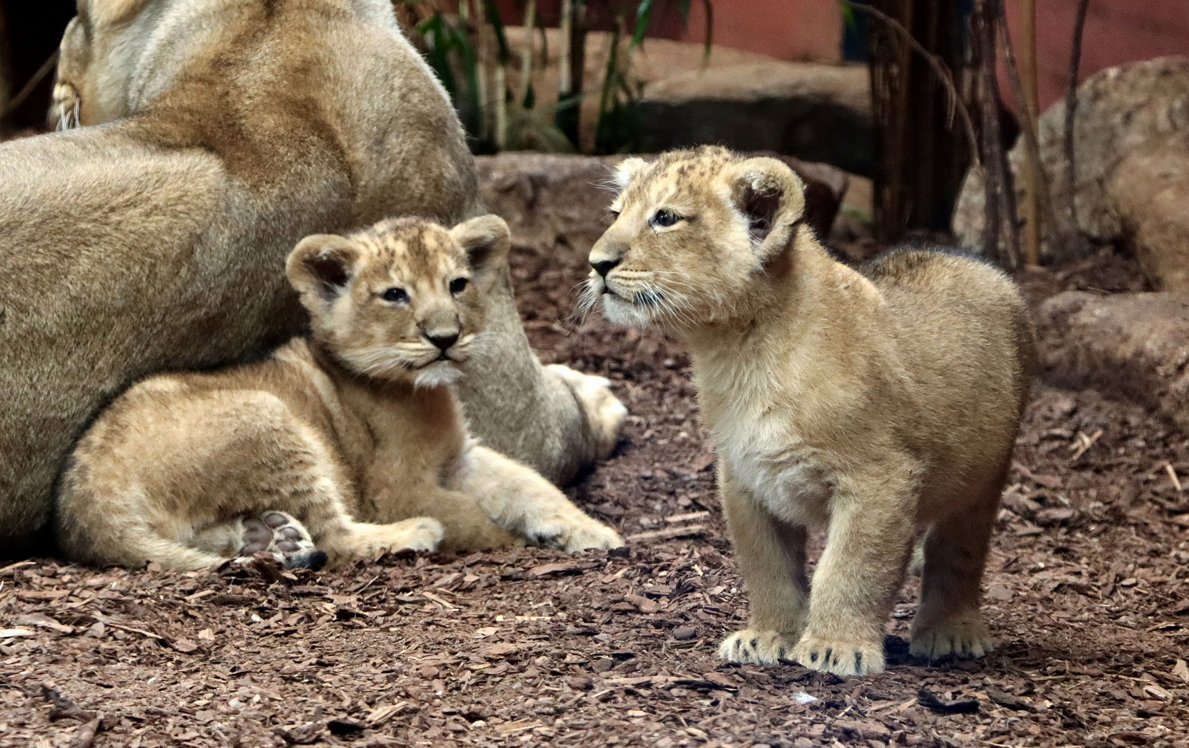 Geschwister Foto & Bild world, natur, schwerin Bilder auf