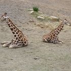 Geschwister Giraffe