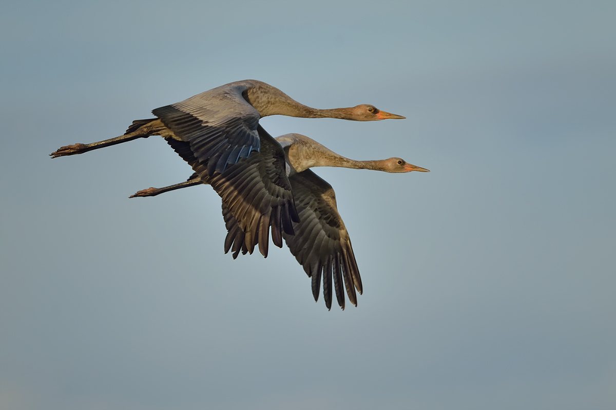 Geschwister im Synchronflug