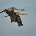 Geschwister im Synchronflug