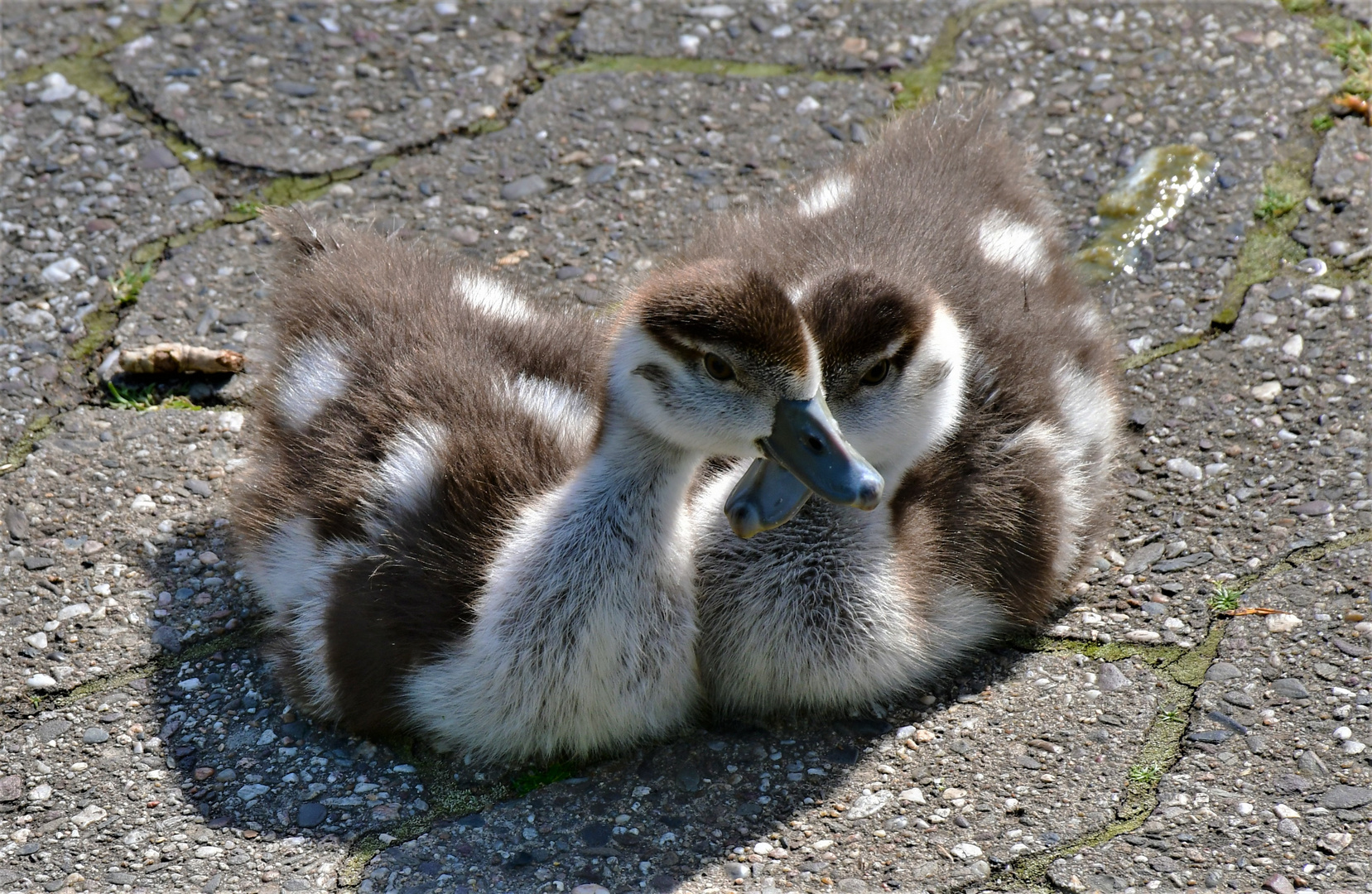 Geschwister Liebe