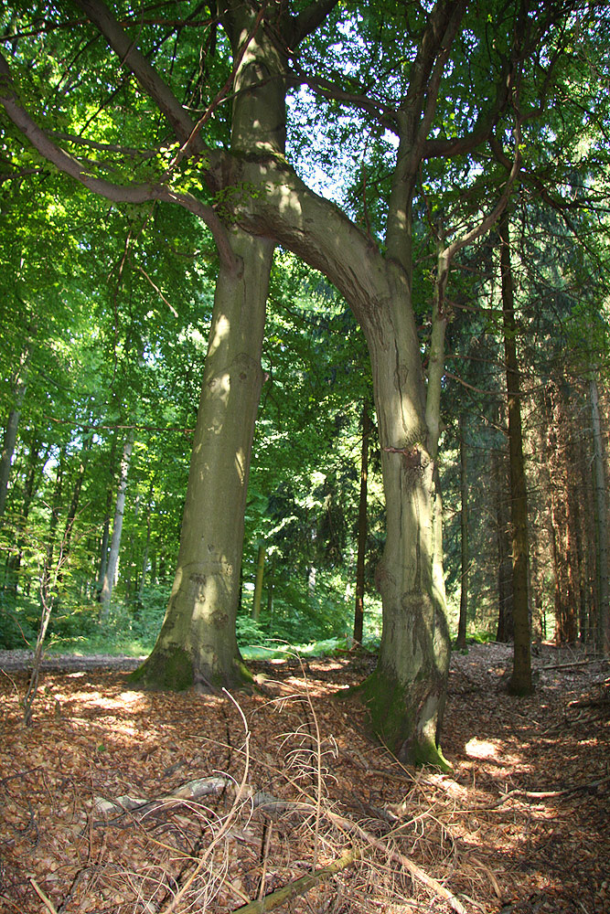 Geschwisterbaum