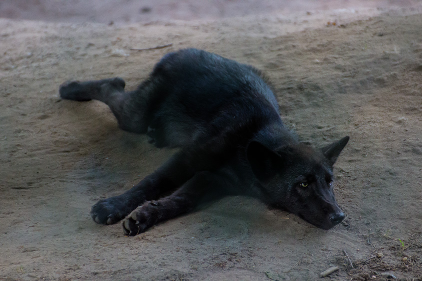 Geschwisterchen vom jungen Timberwolf