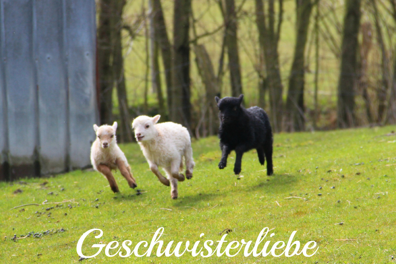 Geschwisterliebe