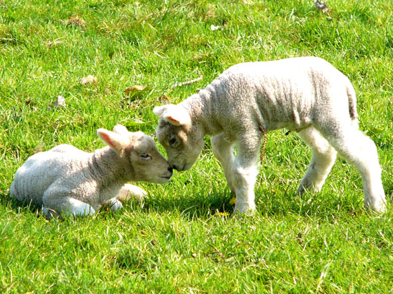 Geschwisterliebe