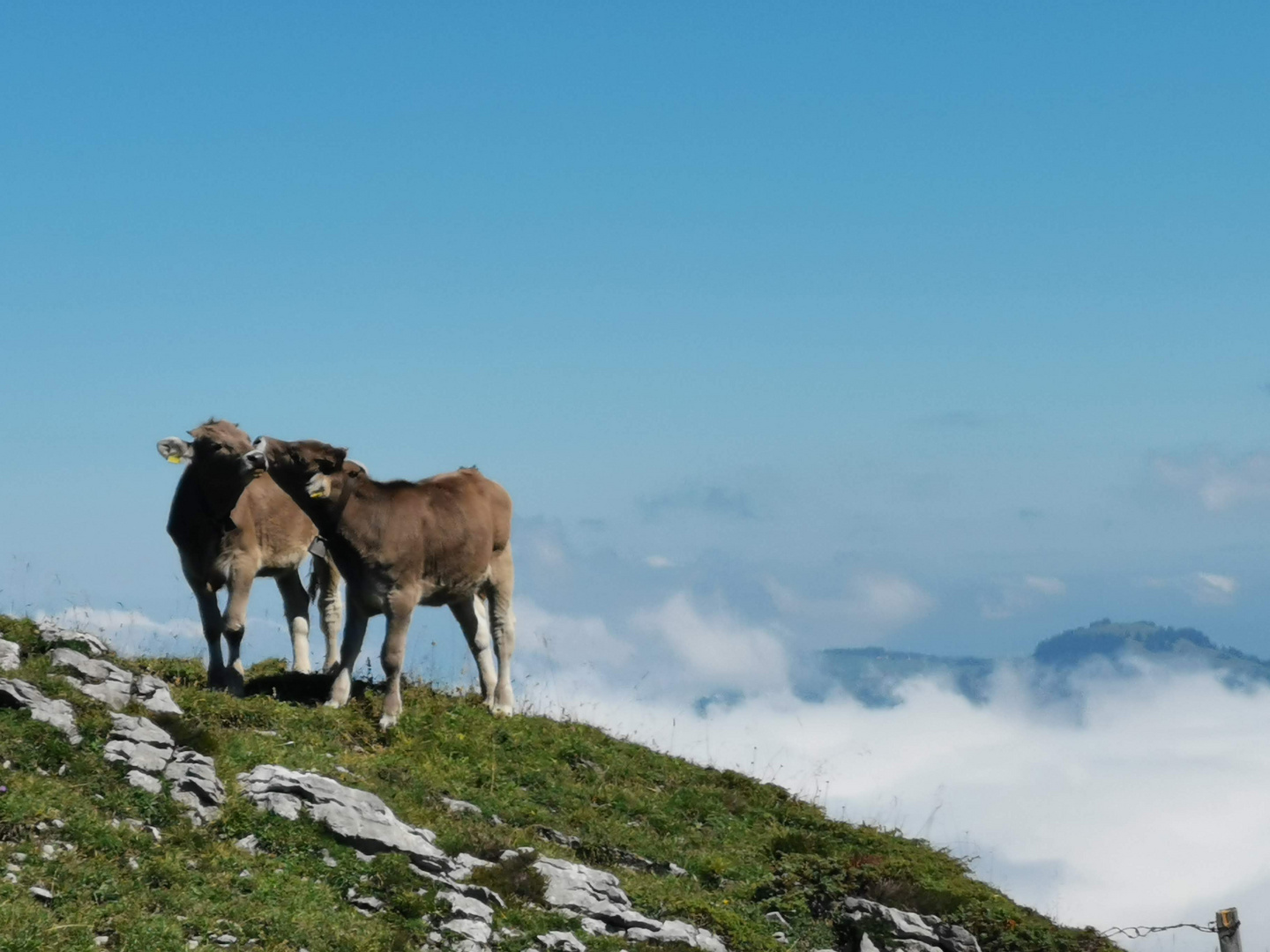 Geschwisterliebe 