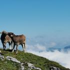 Geschwisterliebe 