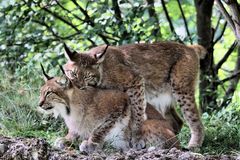 Geschwisterliebe bei "Luchsens" im Tierpark Lange Erlen