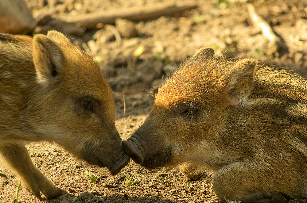 Geschwisterliebe (brotherly love)