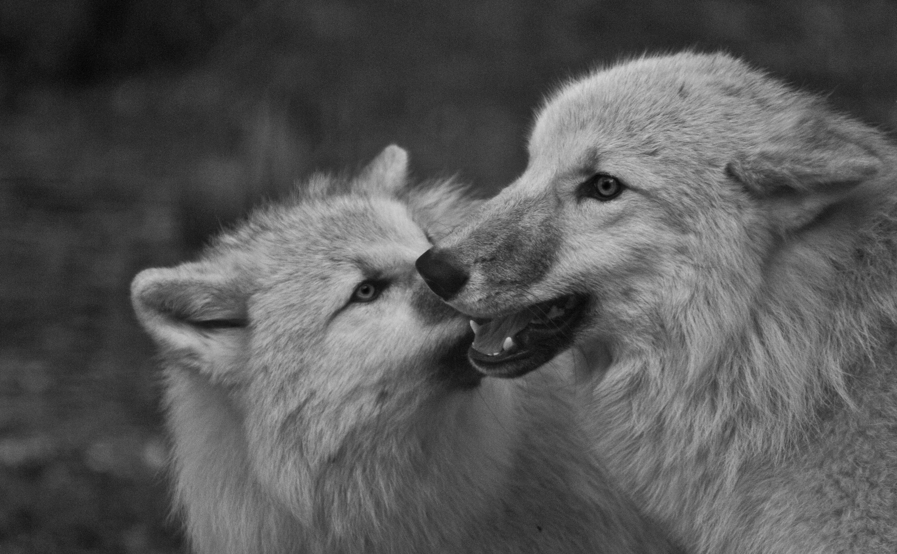 Geschwisterliebe Foto & Bild sw, natur, unterwegs Bilder auf