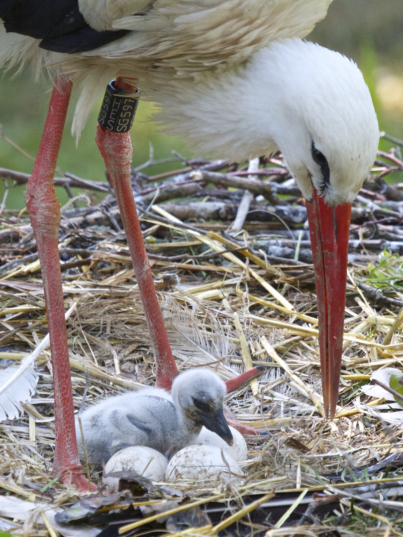 Geschwisterliebe geht auch durch die Eierschalen :-)