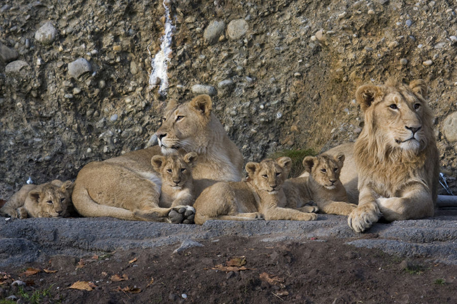 Geschwisternliebe im Zoo Zürich