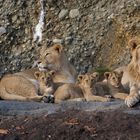 Geschwisternliebe im Zoo Zürich