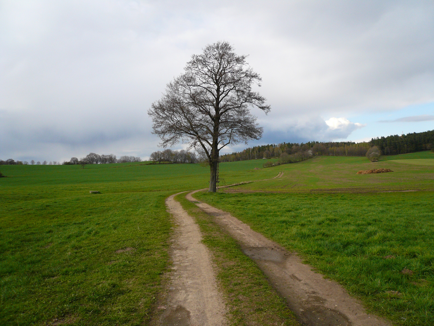 geschwungener Weg