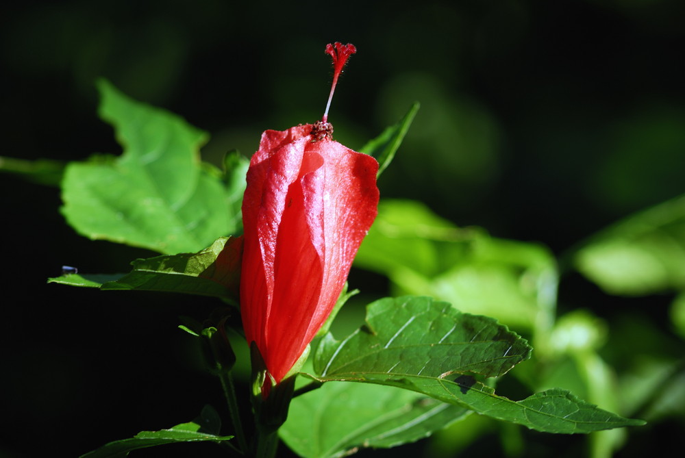 Gesclossene Hibiskusblüte