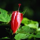 Gesclossene Hibiskusblüte