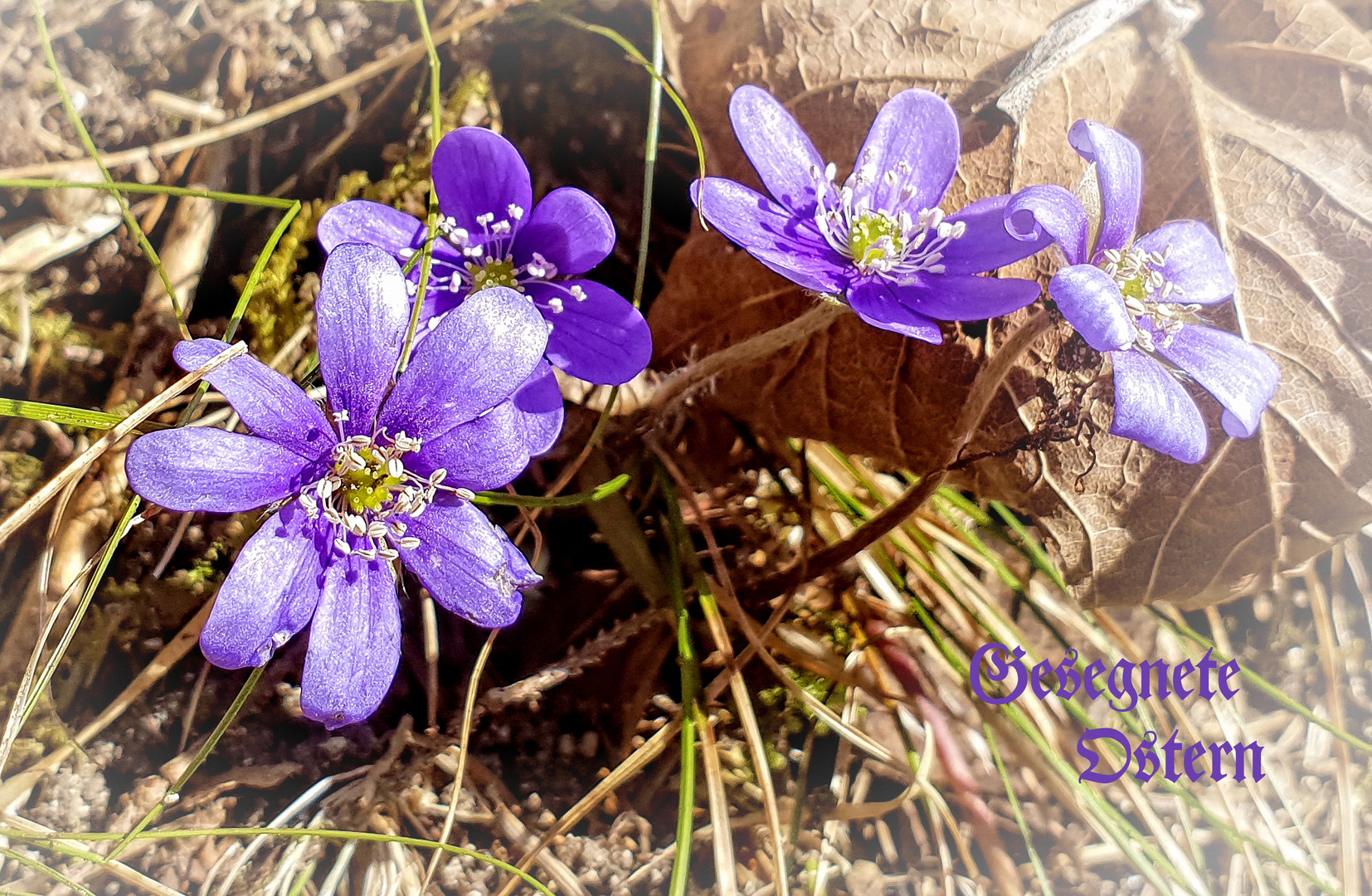 Gesegnete Ostern