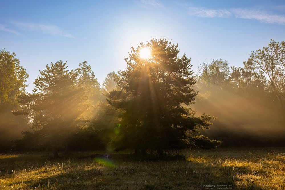 Gesegneter Morgen