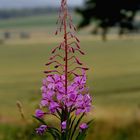 gesehen am Wegesrand