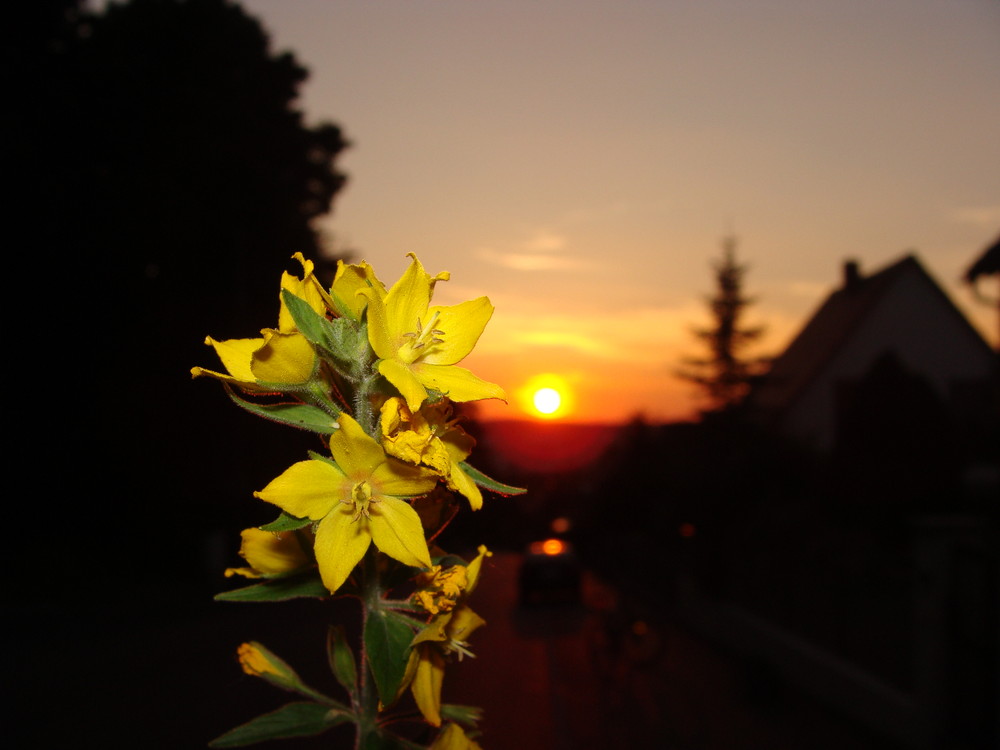 Gesehen, angehalten, hingehalten, fotografiert