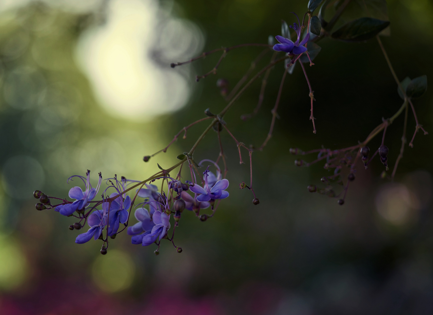 gesehen auf der Blumeninsel Mainau