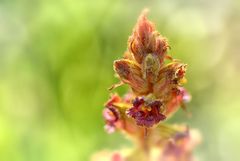 gesehen auf einer Orchideen Wiese am Lech