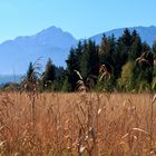 ...gesehen beim Spaziergang am Hopfensee