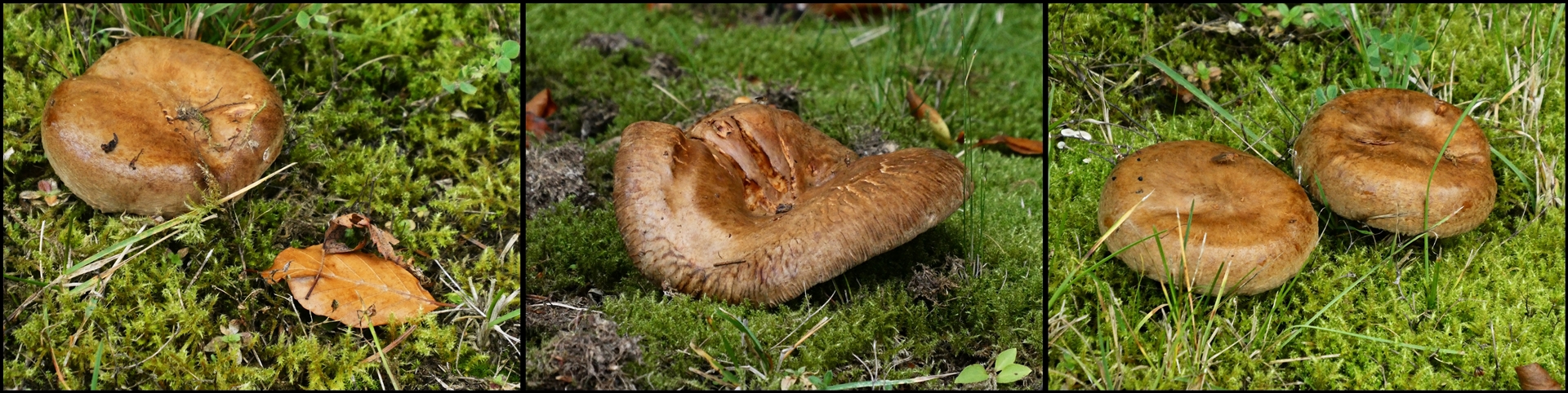 Gesehen, fotografiert und stehen gelassen