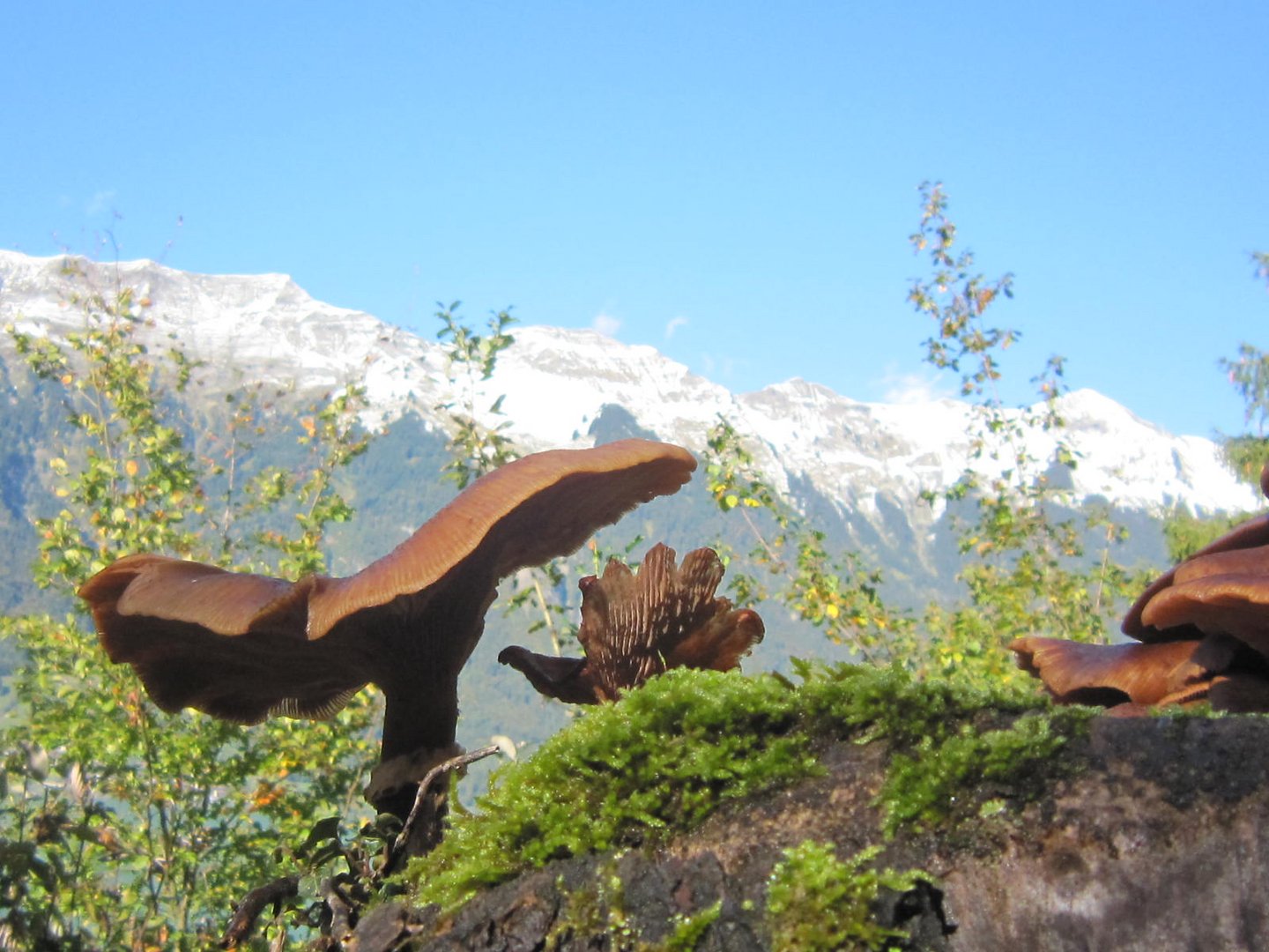 gesehen gissbachweg brienz