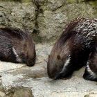 gesehen im berliner zoo