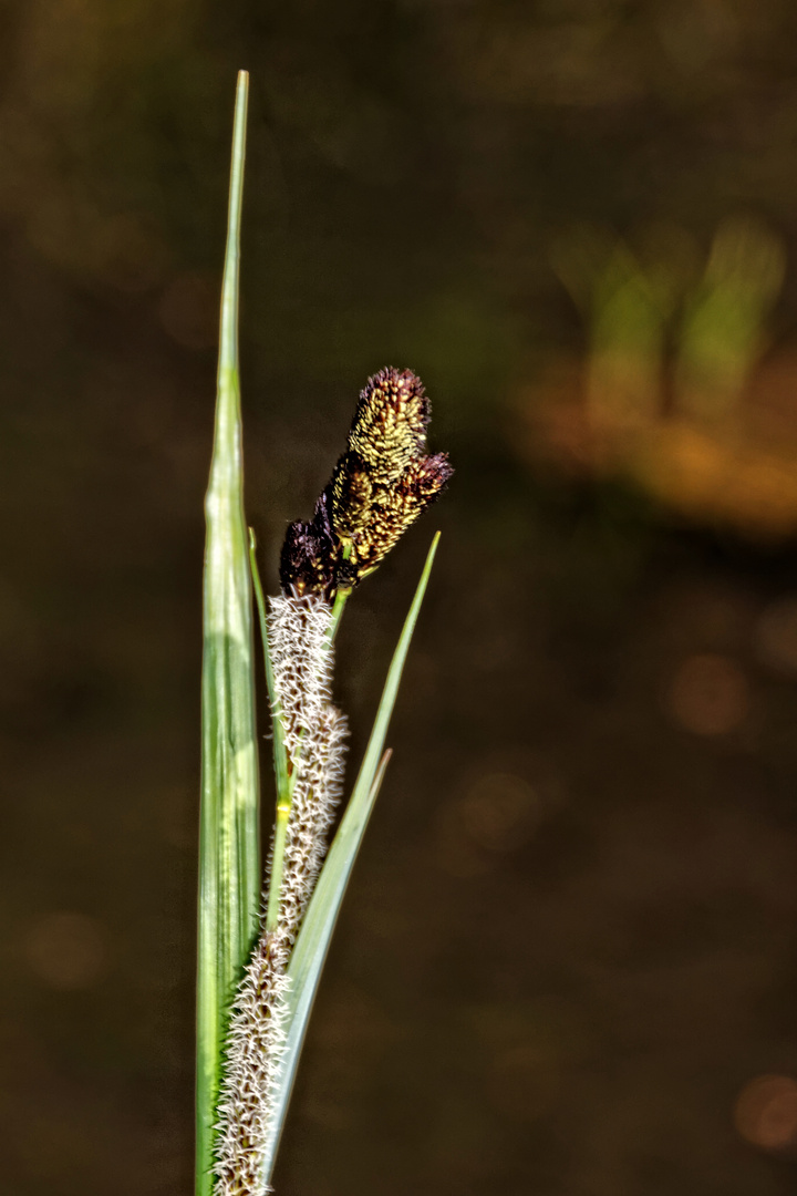 Gesehen im Botanischer Garten Göttingen