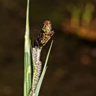 Gesehen im Botanischer Garten Göttingen