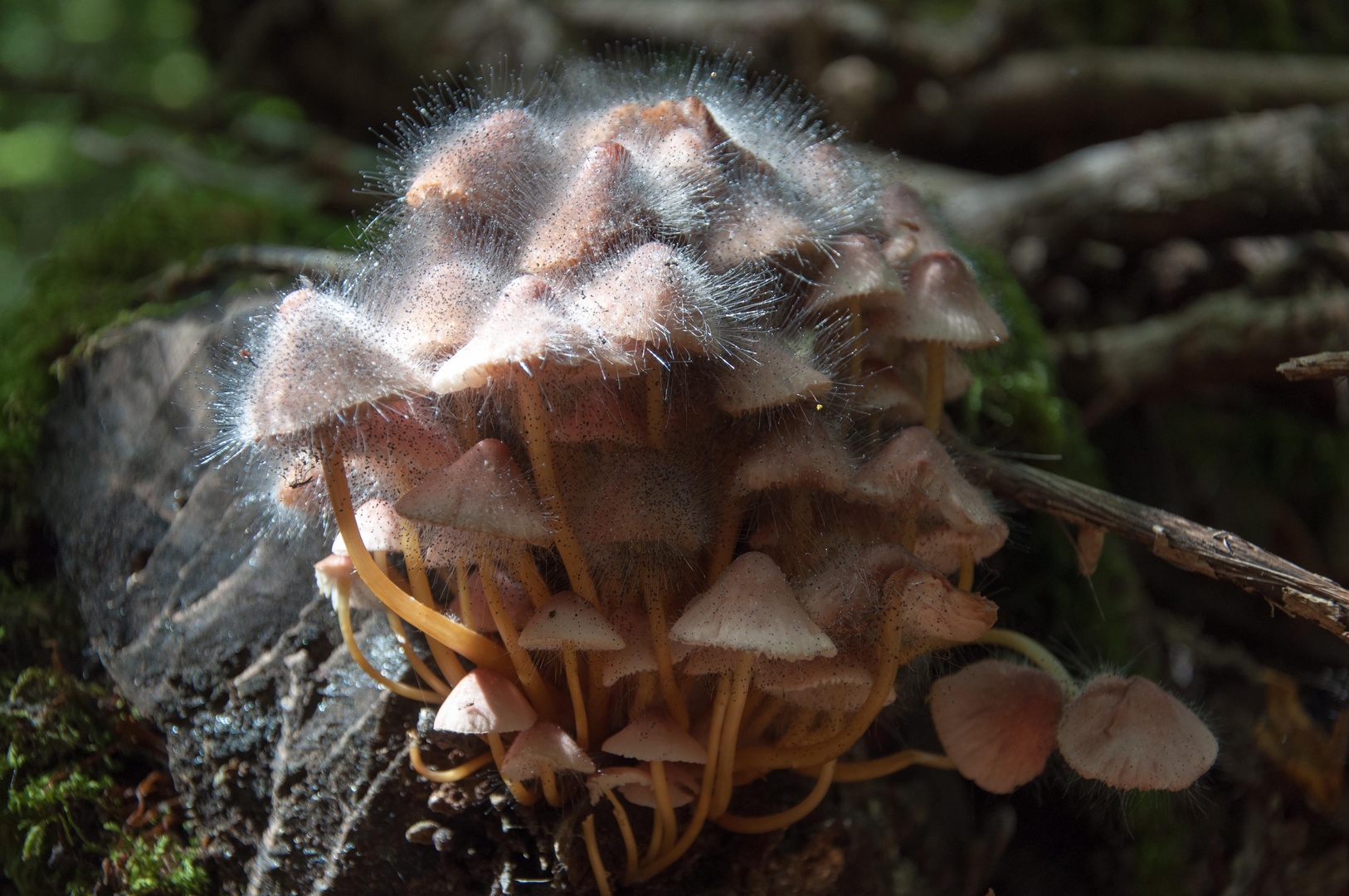 Gesehen im Foresta Umbra