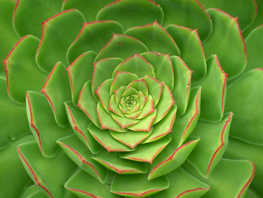 ... gesehen im Garten von Larnach Castle