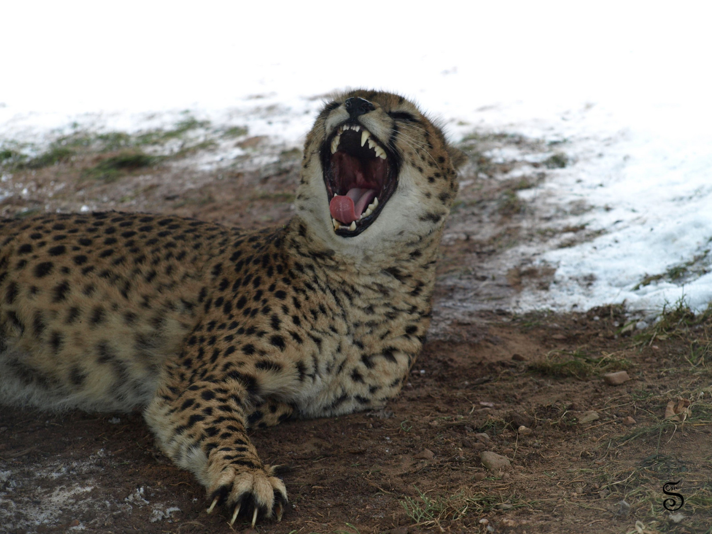 gesehen im Landauer Zoo Gepard