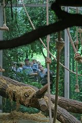 gesehen im Menschenaffenhaus des Kölner Zoos