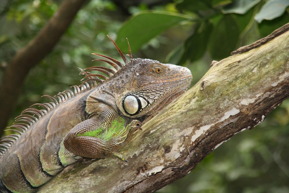 gesehen im Singapore Zoo