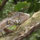 gesehen im Singapore Zoo